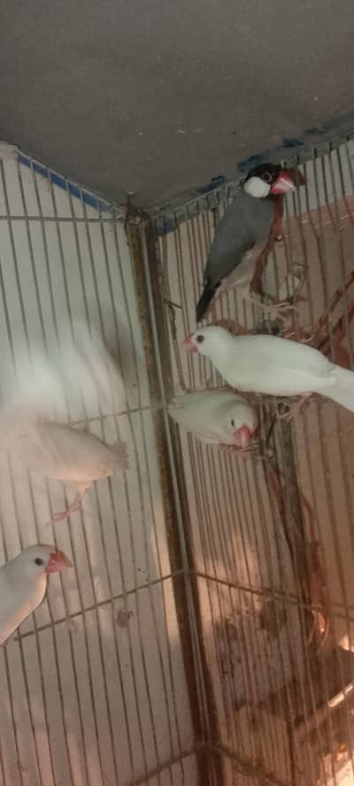 white java breedar pair