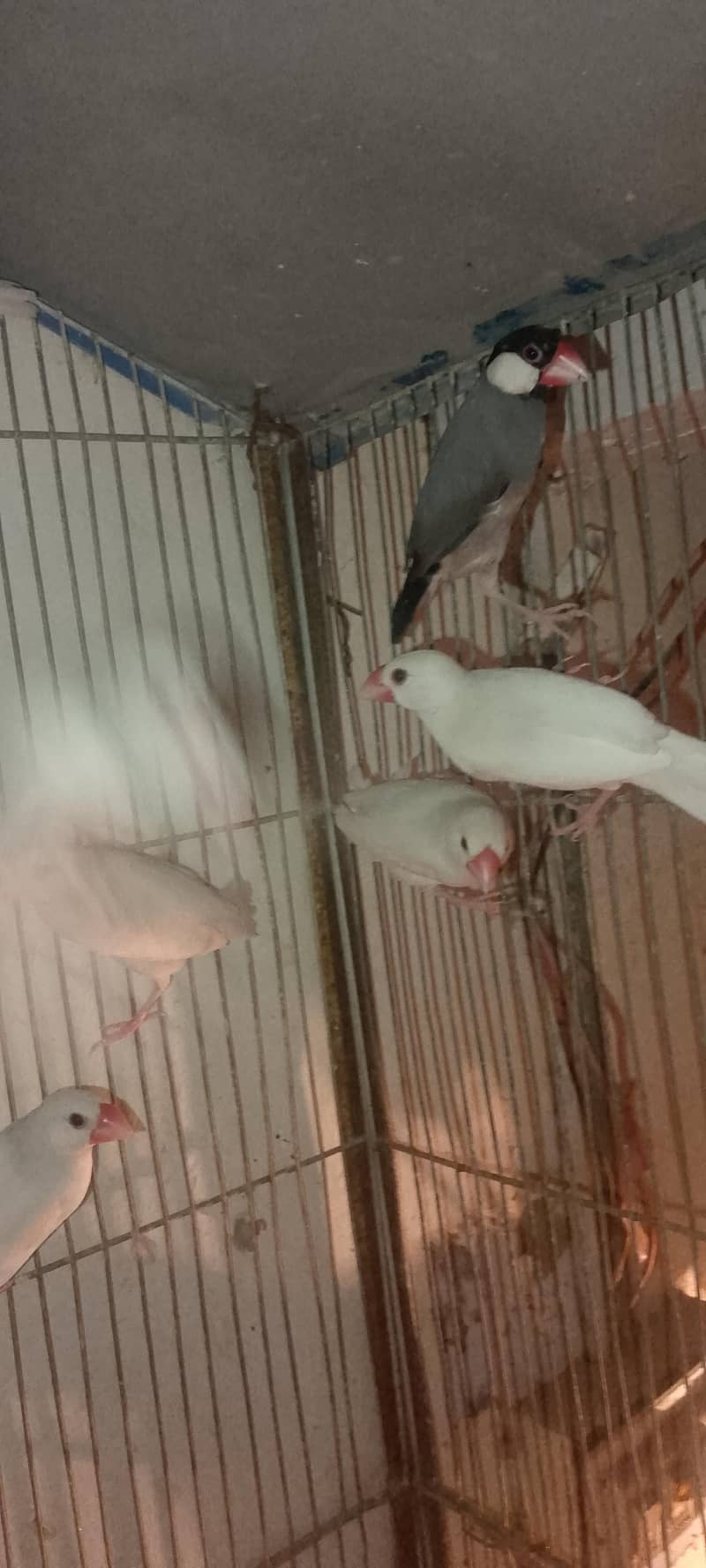 white java breedar pair 0