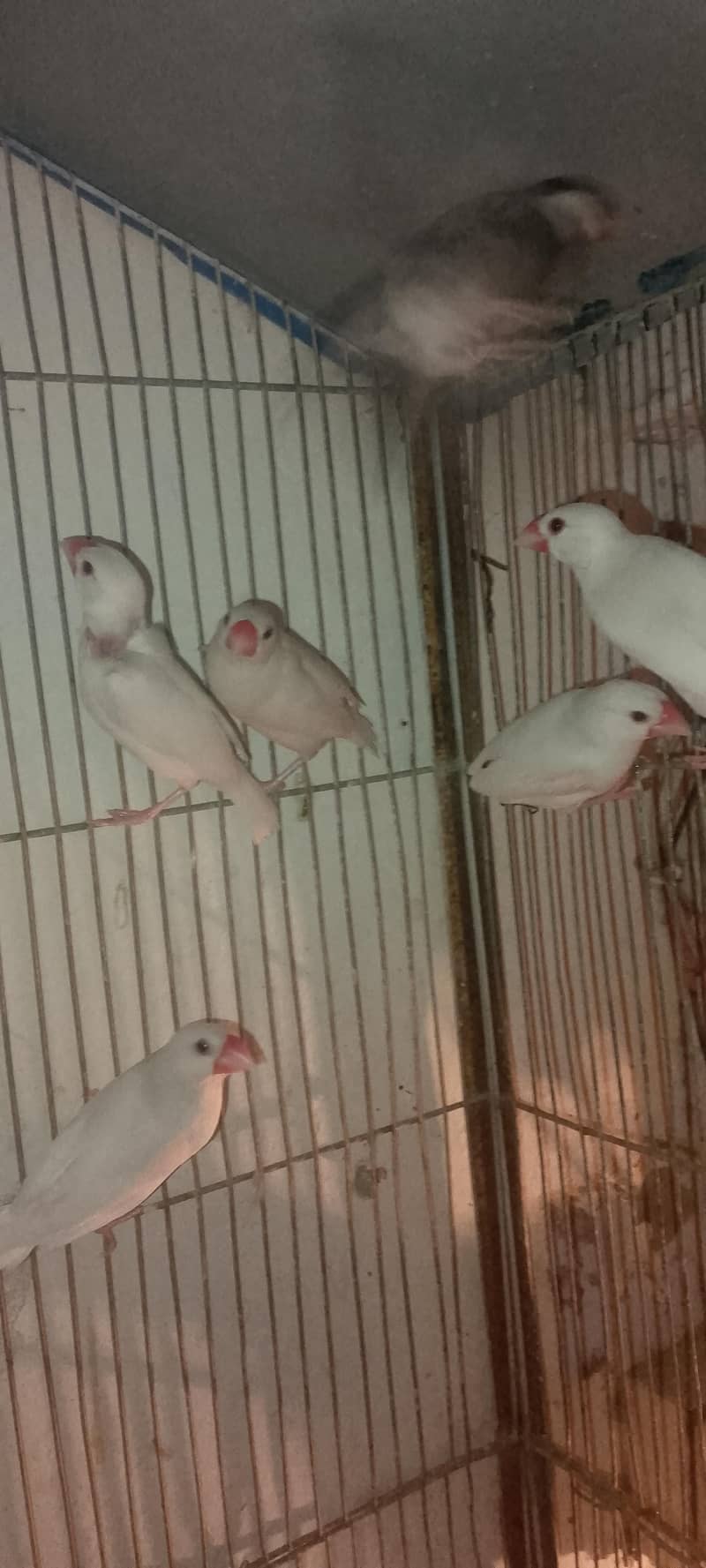 white java breedar pair 1