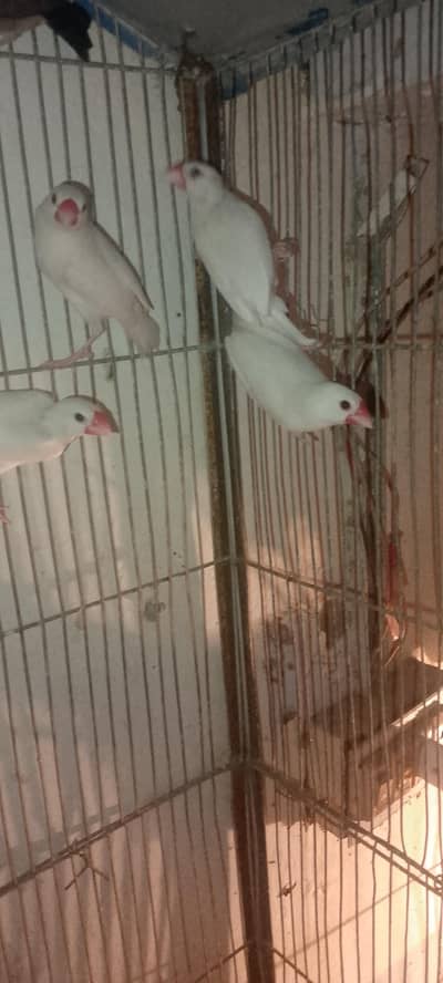 white java breedar pair