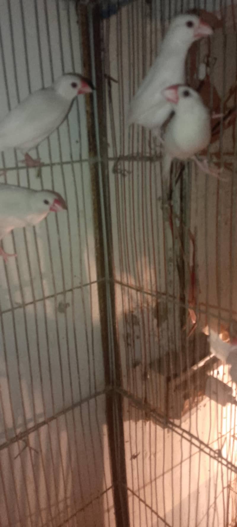 white java breedar pair 3