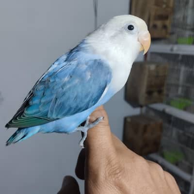 Lovebird Hand tame and Fly tame - 03214382921