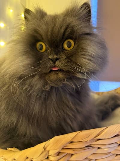 Bombay cat triple coat vaccinated for sale