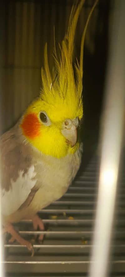 Breeding Ready Simple Cockatiel Pair with Cage