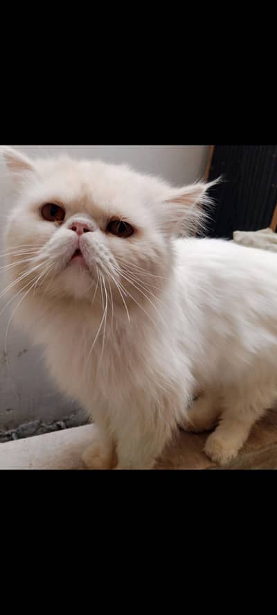 Persian Picky face imported  Breed