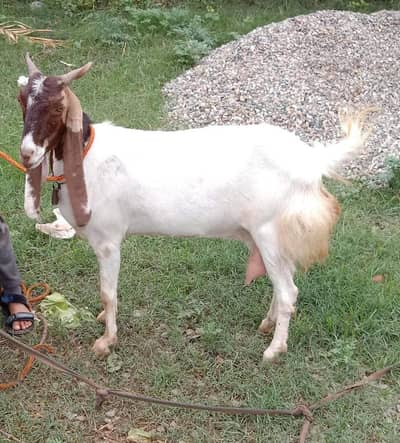 patari nasal bakrii gulabi bakrii doodh wali bakrii