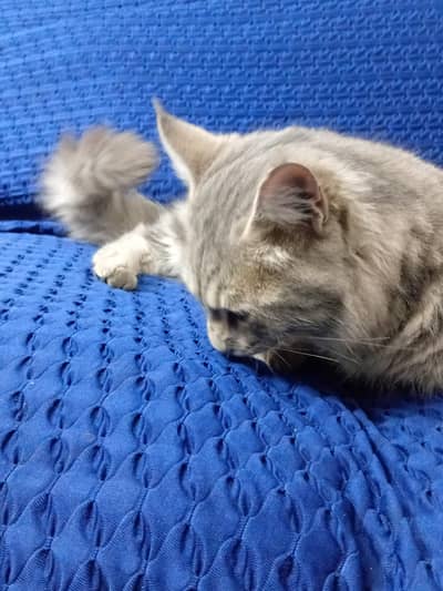 home cat eat cat food and boil chicken