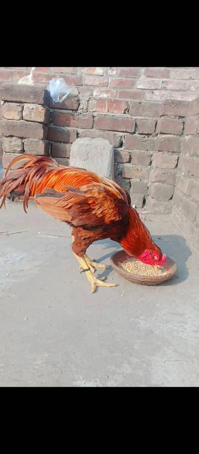 Aseel murga for sale