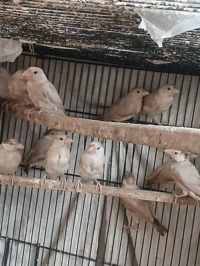 Fawn java chick's pastel Fawn check Dove