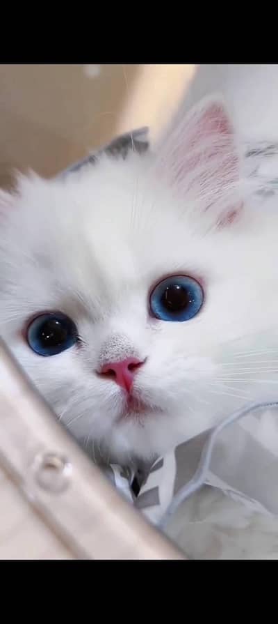 Persian baby cat 2 month age for sale