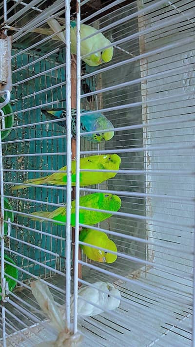 3 pair of australian budgie parrots