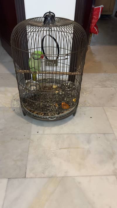 Raw parrot for sale contact me on watsapp