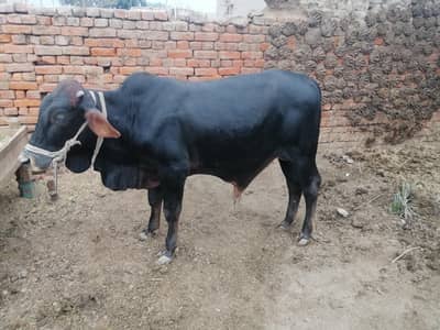 Sahiwal Nasal Bachra 160 KG – Achi Growth