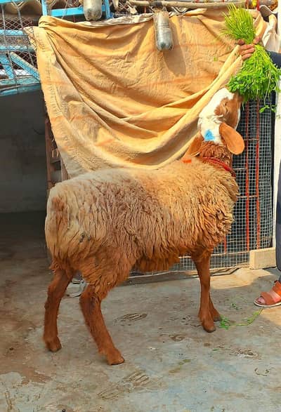 turkey dumba chaki wala