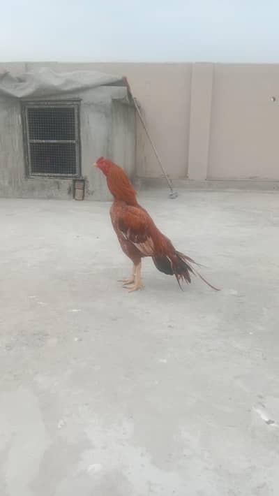 attock city aseel morga hai watssp nbr py rbta kryy 03101521599