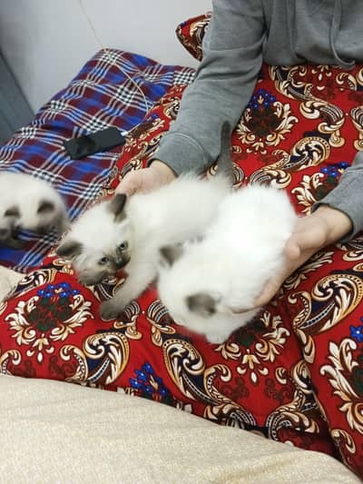 Siamese kittens for sale