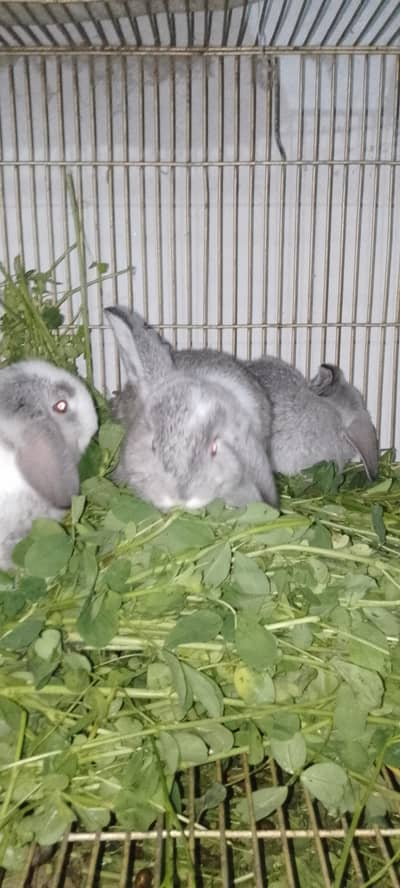 Holland loop bunnies