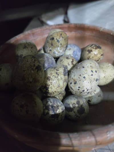 Quail (Btair) Fertile eggs