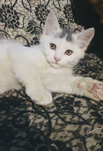 Cute Persian Mix Kitten – Healthy & Playful