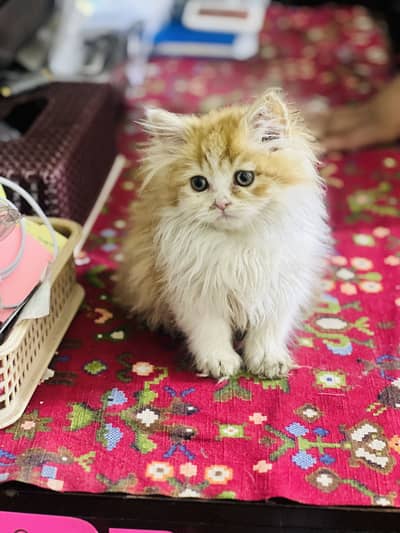 Male bicolor Persian kitten for sale