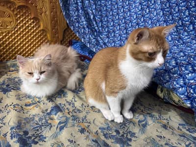 Cats for urgent sale