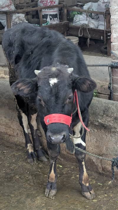 Freezen pure / high quality / Wacha / pure black