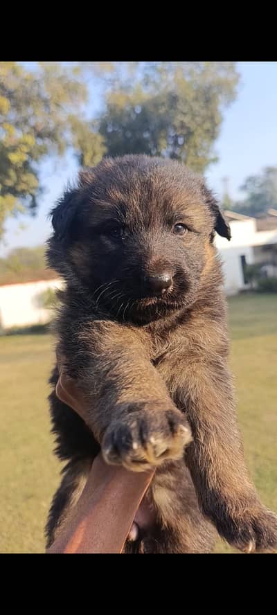 German Shepherd females