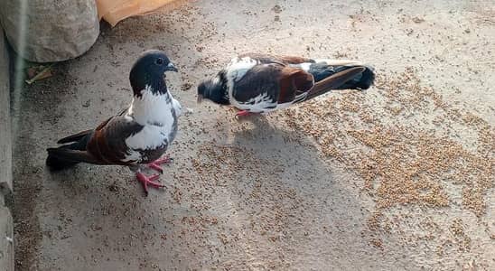 Laal band kabra pair 2 bache