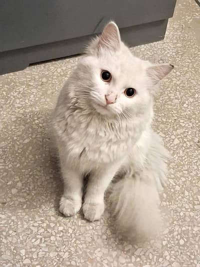 Loving Russian/single coated persian mix cat