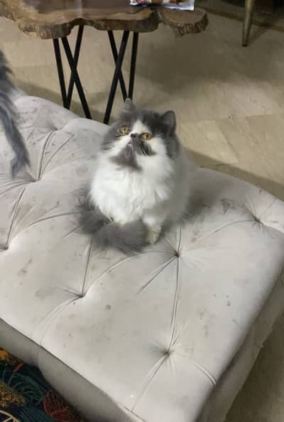Piki persian cat