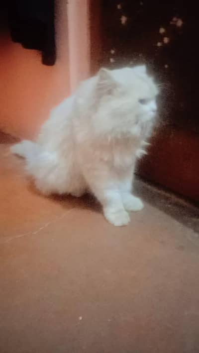 tripple cout persian female cat blue eyes