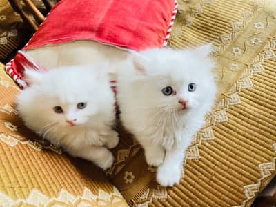 Kittens for sale