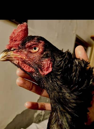 Aseel murga for sale