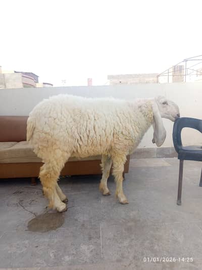 Dumba Ladkana / Mondera  Dumba / Aseel murgha Heera murghi/ desi