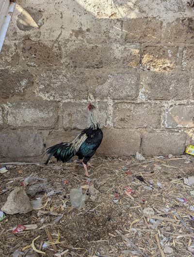 aseel miyawali cross murga he 4 month ka patha he