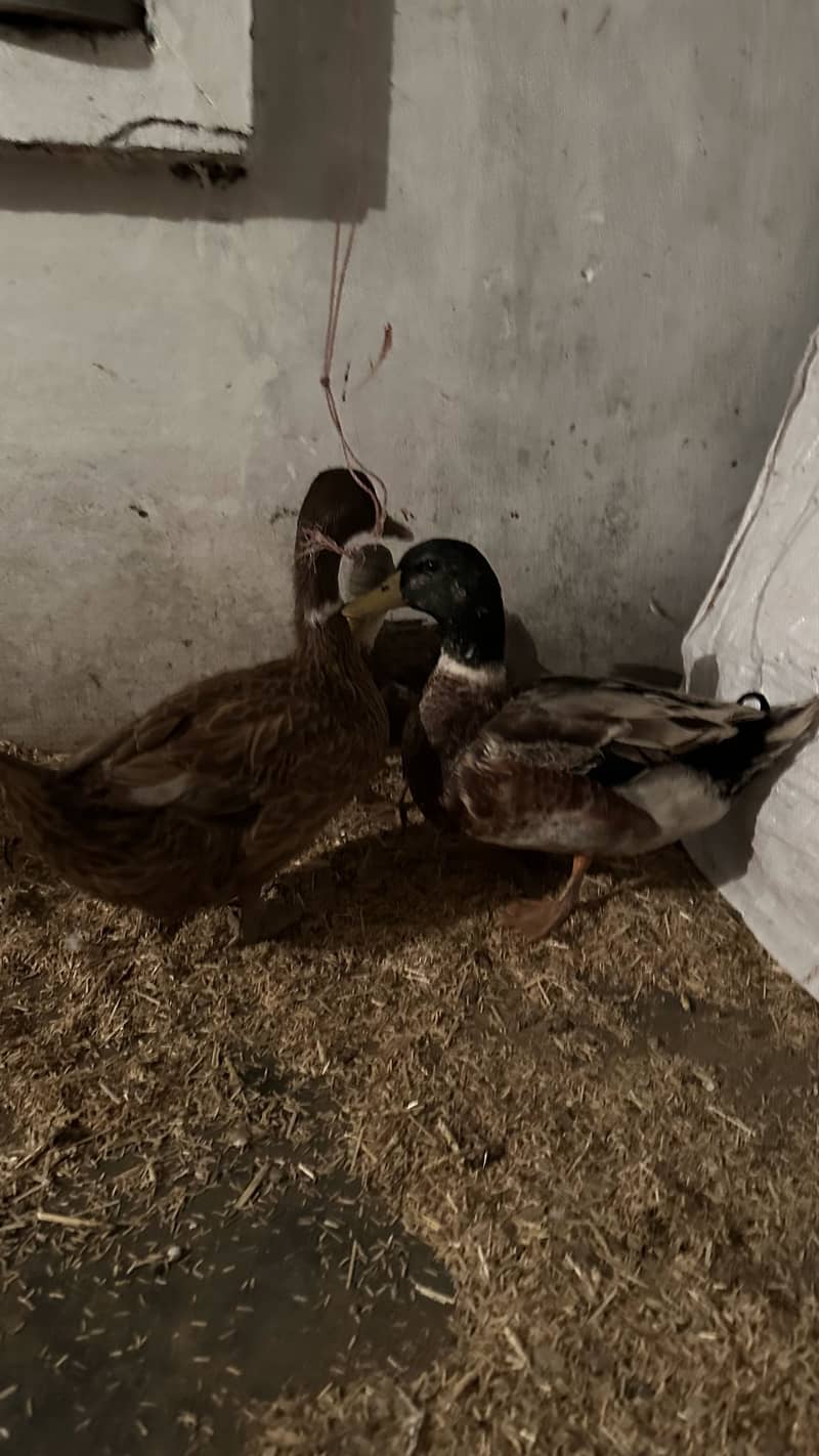 Ducks 0