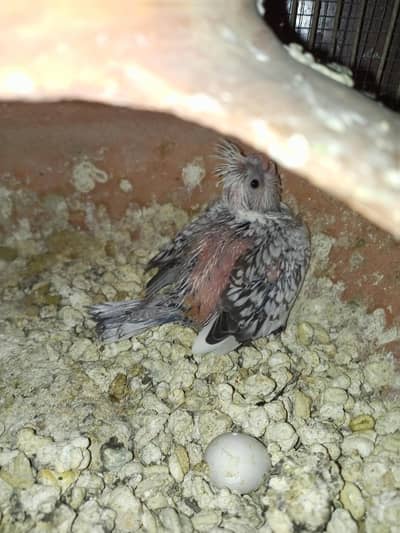 Eno Pearl coacktails chicks handtame porpurse