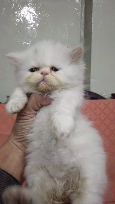High quality Persian kittens