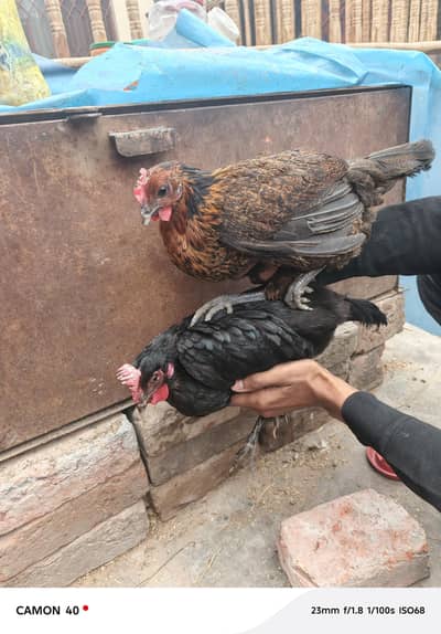 egg laying hens for sale