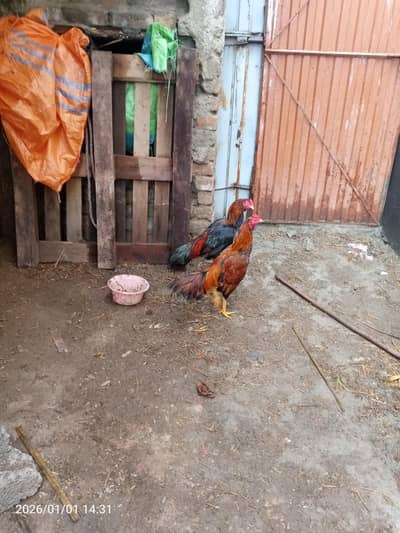 what's up pa rabta kra