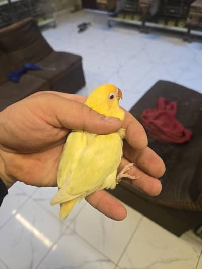 all mutations available