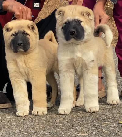 Turkish Kangal dog pair 2 month for sale security dog