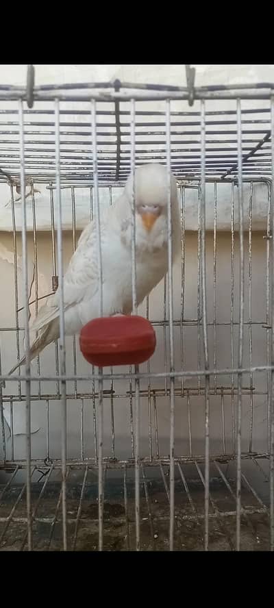 Undersize Lacewing Red eye