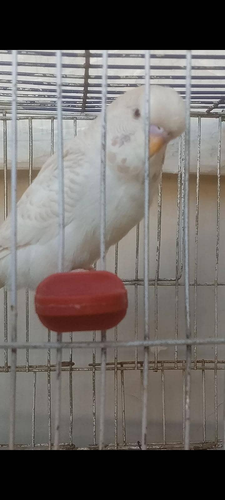 Undersize Lacewing Red eye 3