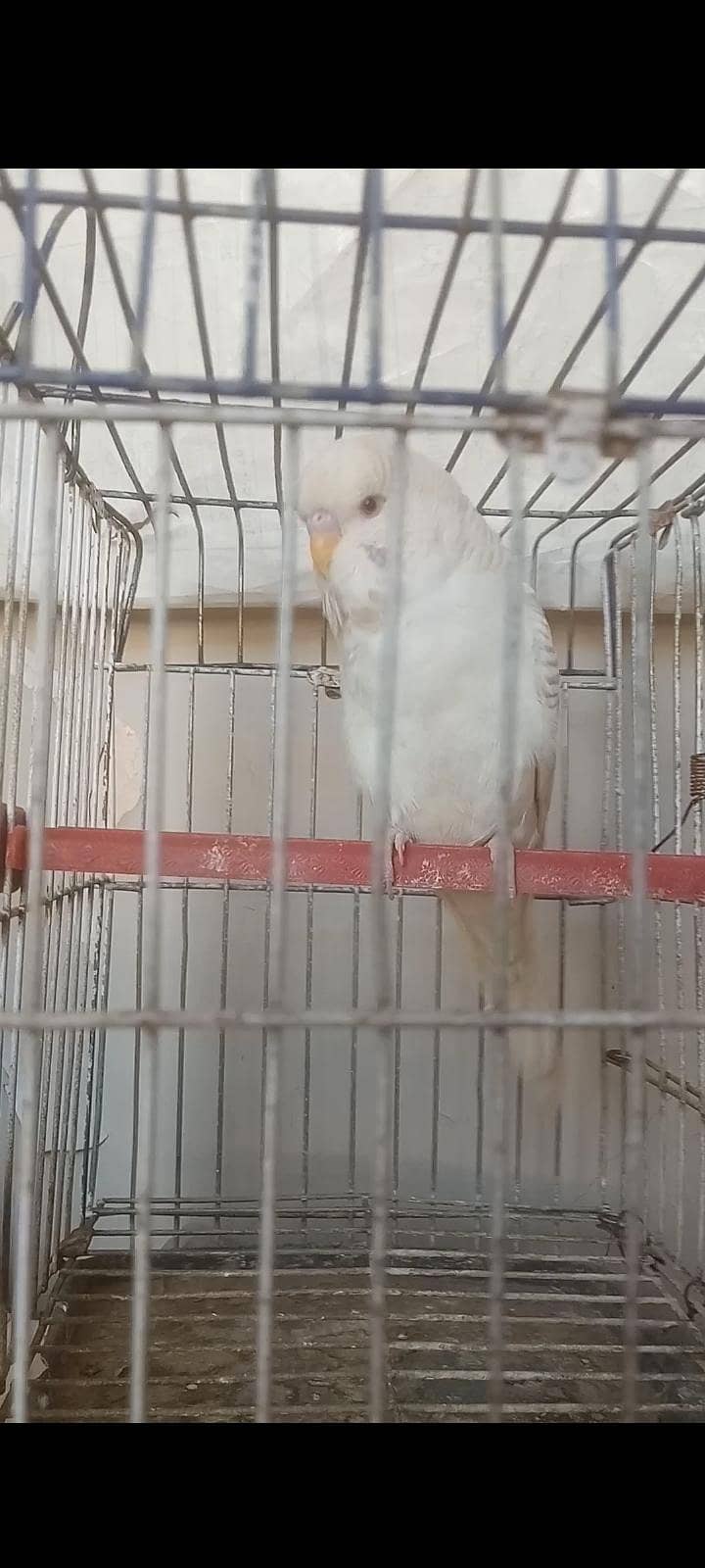 Undersize Lacewing Red eye 4