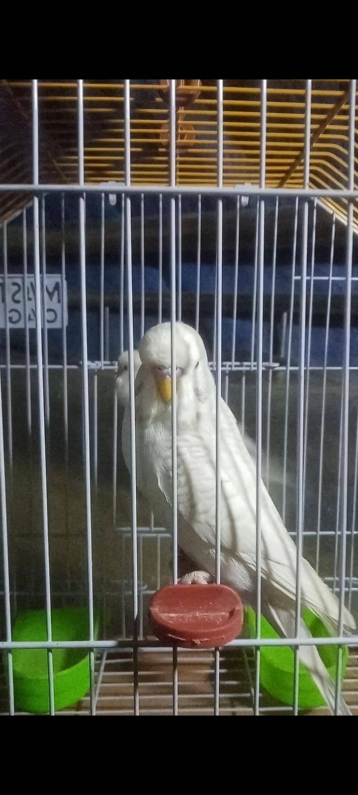 Undersize Lacewing Red eye 5