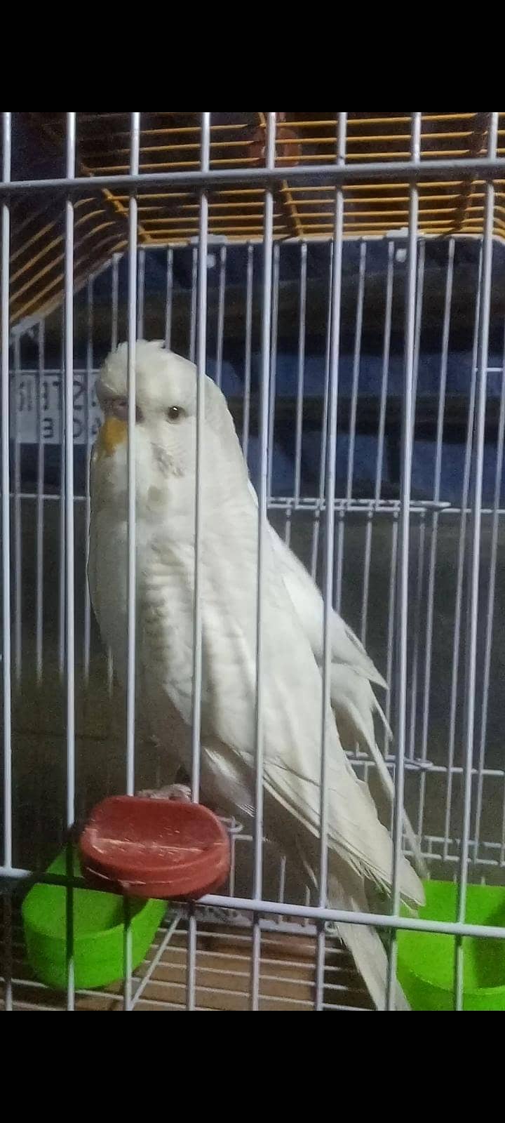 Undersize Lacewing Red eye 6