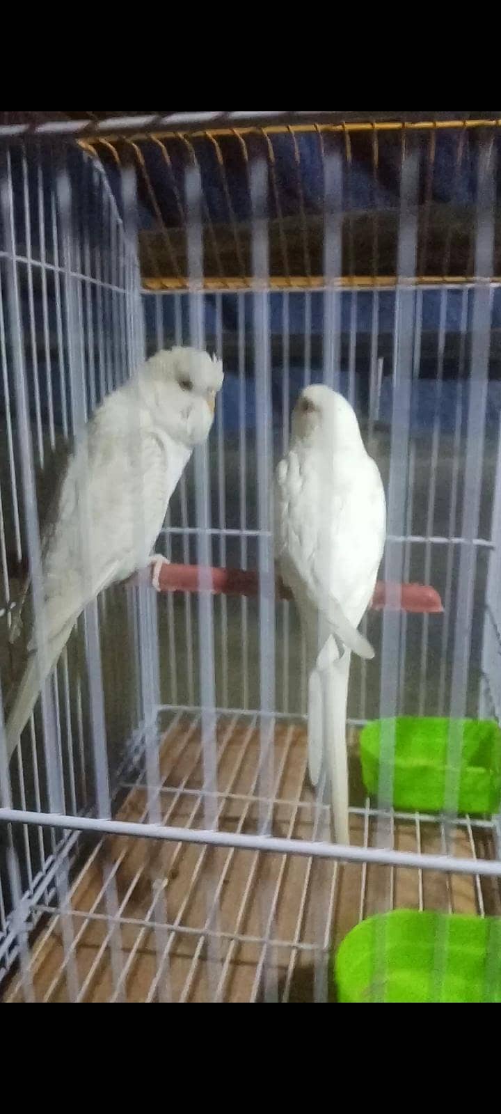 Undersize Lacewing Red eye 8