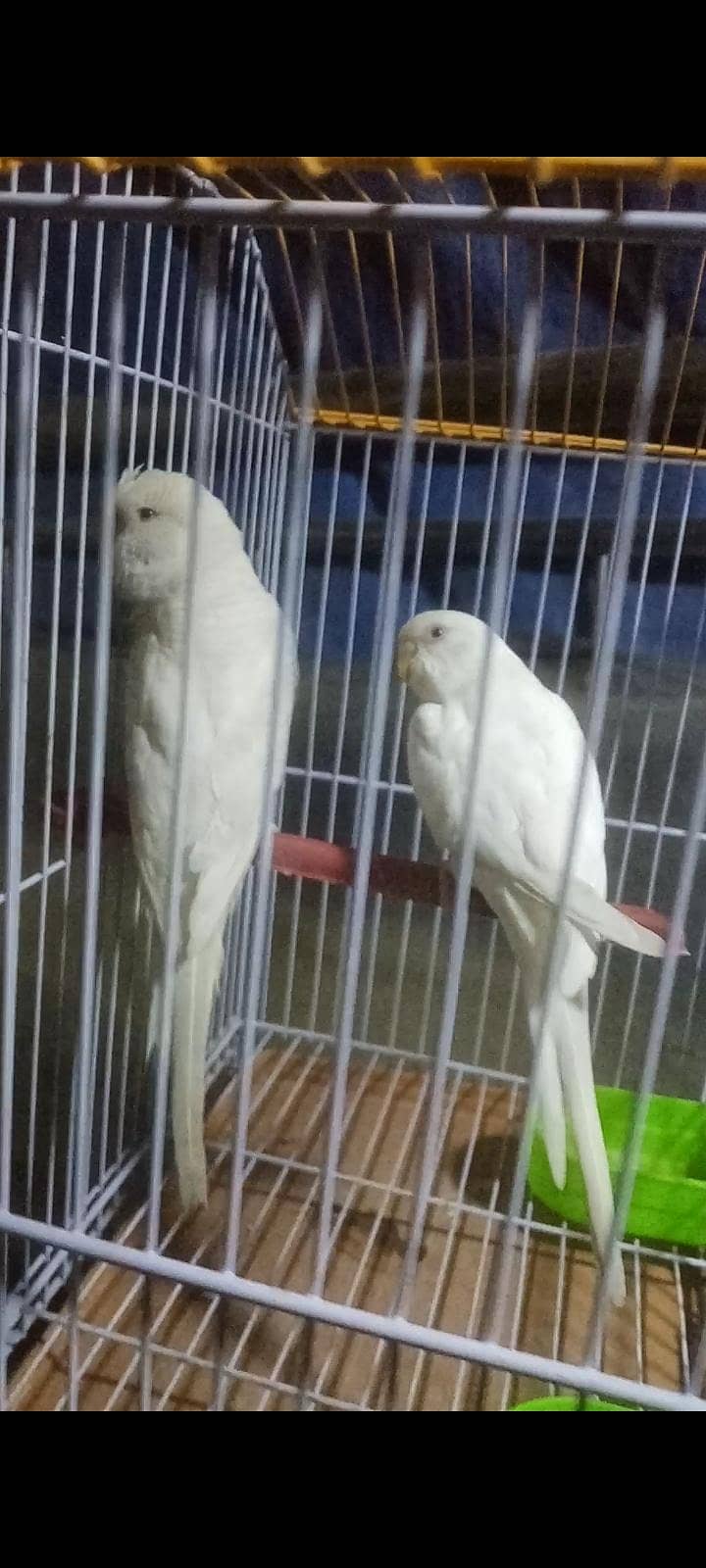 Undersize Lacewing Red eye 9