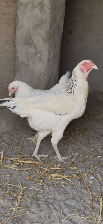 White Cheney O Shamo Aseel chiks , Aseel chiks , Bantam chiks pair